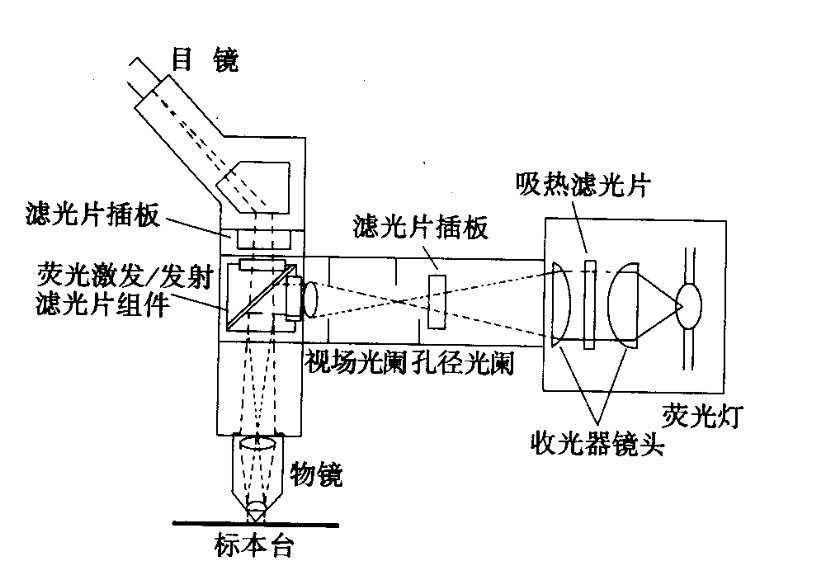 熒光顯微鏡光學原理 熒光顯微鏡光學原理