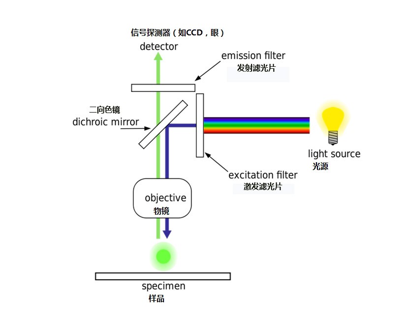 熒光顯微鏡原理圖 熒光顯微鏡原理圖