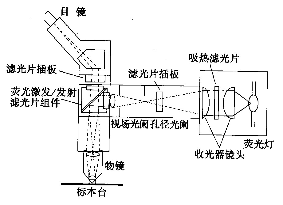 熒光顯微鏡光學(xué)系統(tǒng) 熒光顯微鏡光學(xué)系統(tǒng)